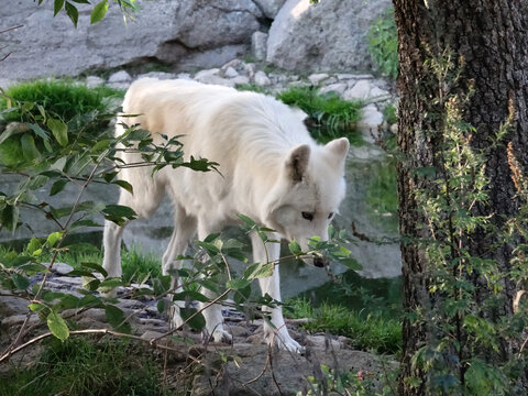 Loup du Canada