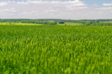 Obraz premium Expansive Lush Green Fields Spreading Under a Vibrant Bright Sky Full of Color and Life