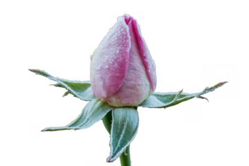 Frosted pink rosebud with green leaves frosted rose isolated on a transparent background