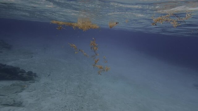 POV Close-up of Sargassum Seaweed floating past swimmer snorkeler in the Caribbean Sea