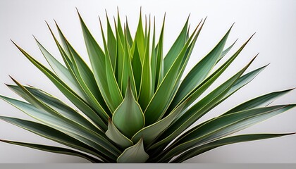Lush Green Agave Plant With Long Spiky Leaves Isolated On A Transparent Background Ready For Compositing