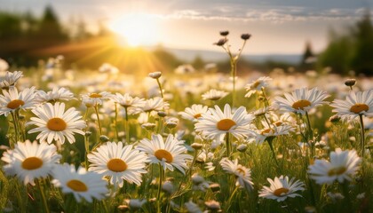 Sunlit Meadow Of Daisies A Vibrant Display Of Nature S Purity And Delicate Beauty In A Serene Setting