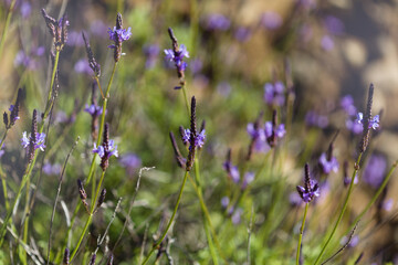 Flora of Gran Canaria -  flowering Lavandula canariensis, Canary lavender, natural macro floral background
