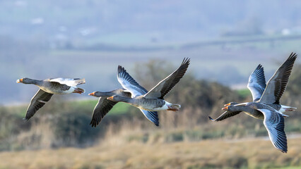 Greylag geese in a fly by. Largest native UK goose.