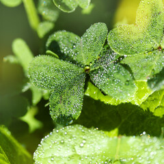 Flora of Gran Canaria -  Oxalis pes-caprae, invasive plant on the Canary Islands