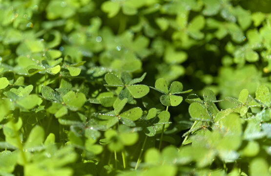 Flora of Gran Canaria -  Oxalis pes-caprae, invasive plant on the Canary Islands