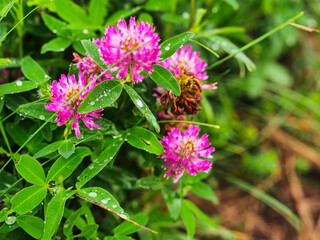 Fototapeta premium A bunch of pink flowers with dew on them. The flowers are in a field and are surrounded by green grass