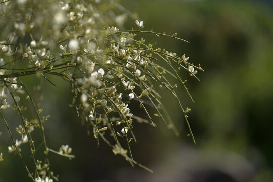 flora of Gran Canaria - Retama rhodorhizoides, broom species endemic to Canary Islands