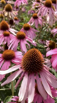 Closeup 4K Vertical Video of Purple Echinacea Flowers in Garden