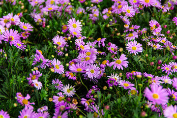 Purple Flowers Blooming in the Garden