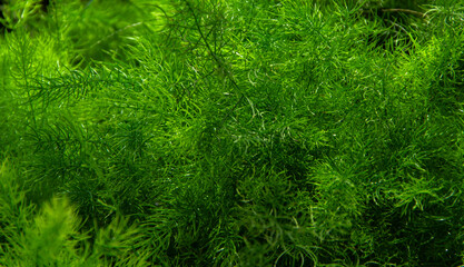 Green leaves nature garden background. Tropical rainforest