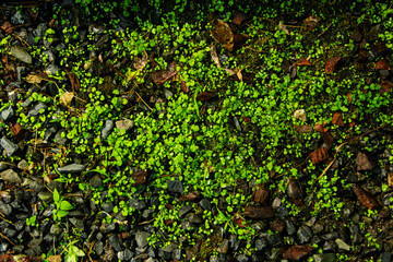Green leaves nature garden background. Tropical rainforest