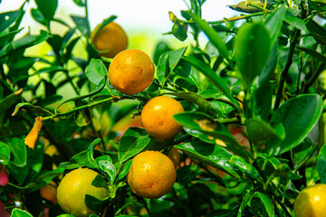 Ripe oranges on branches have green leaves
