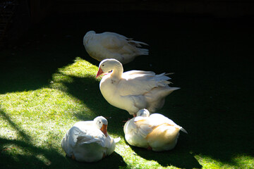 white goose in the garden