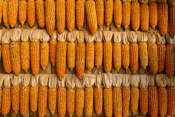 close up of yellow corn background
