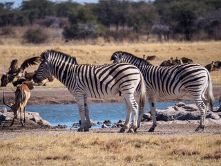 Obraz premium Plains Zebras at a Waterhole