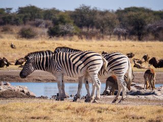 Obraz premium Plains Zebras at a Waterhole
