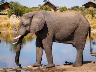 Obraz premium African Elephant at Waterhole