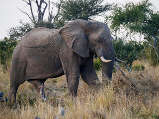 African Elephant Walking in Savanna