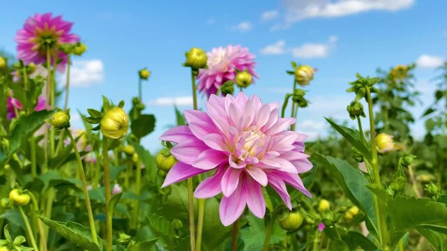 pink dahlia flowers in the meadow