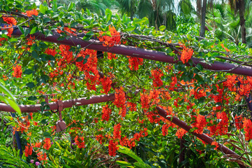 Red jade vine Mucuna bennettii vines with abundant hanging clusters of bright red-orange claw-shaped flowers and glossy green leaves climbing across the pergola frame against blurred garden foliage.