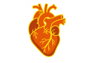 Orange heart yellow outline anatomy isolated on a transparent background