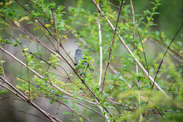 Polioptila caerulea. Beautiful little Blue-gray Gnatcatcher perched among the branches of a tree. Cozumel, Mexico.