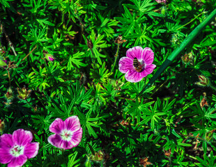 Fototapeta premium A bee collects nectar on a Geranium sanguineum Elke flower, a species of plant in genus Geranium of the Geraniaceae family.