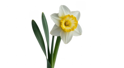 White and yellow daffodil on black flower green leaves isolated on a transparent background