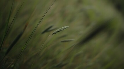 Abstract green liquid motion with smooth flowing texture for eco branding and wellness visuals in modern design