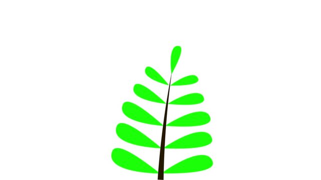Growing green fern animation. Flat 2D plant sprouting and unfolding leaves on white background.