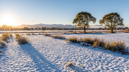 Bright sunlight illuminates a snow-covered field with two distinct trees in the background.