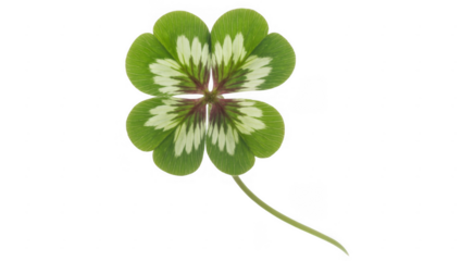 Green four leaf clover with white spots four-leaf clover isolated on a transparent background