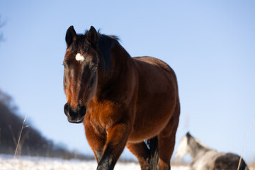 Obraz premium Pferdeportrait in Wintersonne