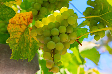 Cluster of ripe green grapes dangles from a vine, nestled among broad green leaves tinged with yellow. Against a clear blue sky, the grapes gleam with freshness, evoking a bountiful autumn harvest