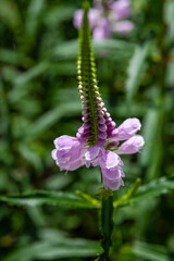 Close up of pink obedient plant flowers blooming in the wild field
