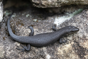 Fototapeta premium Australian Black Rock Skink basking outside it's rock crevice