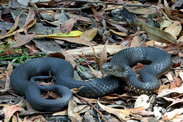 Fototapeta premium Australian Highlands Copperhead snake basking in leaf litter