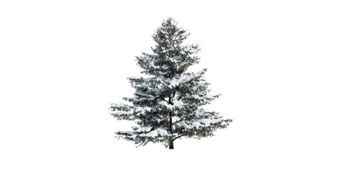 A Beautiful Evergreen Fir Tree Covered with a Thick Blanket of Fresh White Snow Isolated on a Transparent Background.