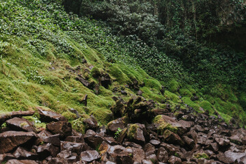 Fototapeta premium Moss-covered hillside with rocks in forest