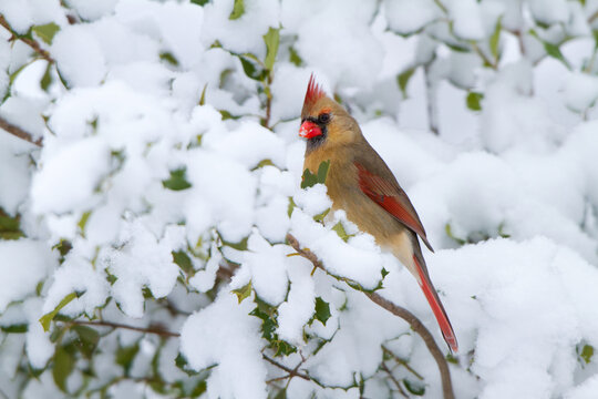 01530-20902 Northern Cardinal (Cardinalis cardinalis) female in American Holly (Ilex opaca) in winter, Marion Co., IL