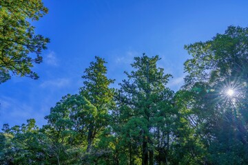 Obraz premium 鮮やかな青空と木漏れ日が差し込む新緑の森の風景、コピースペース
