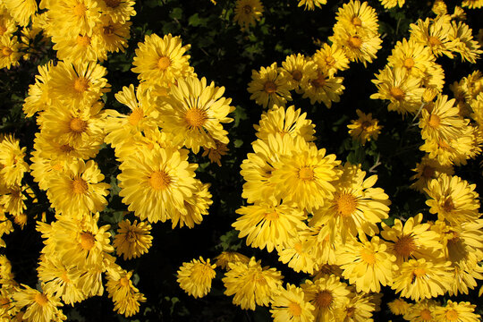 Yellow chrysanthemum flowers on a dark background