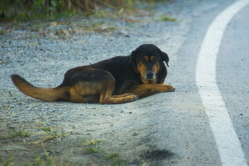 Thai stray Black dog roadside