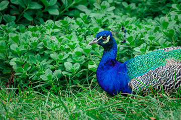 Obraz premium A common peafowl (Pavo cristatus)