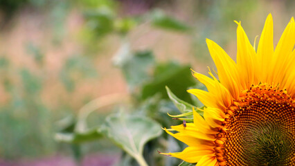 Bright yellow sunflower with blurred background and copy space.