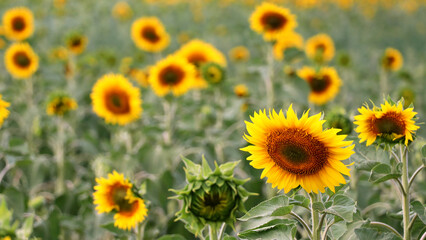 Obraz premium Vibrant sunflower blooming brightly in a sunlit summer field.