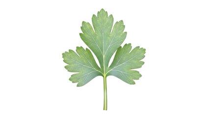 Single Parsley Leaf
