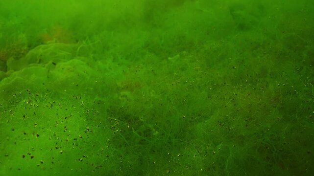 Close-up of Cladophora Green Alga and Sea Gutweed, Ulva with small mollusks on them. Natural underwater background of seaweed illuminated by sunlight