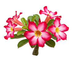 Vibrant pink desert rose flowers with green leaves